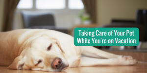 take care of your pet while you're on vacation